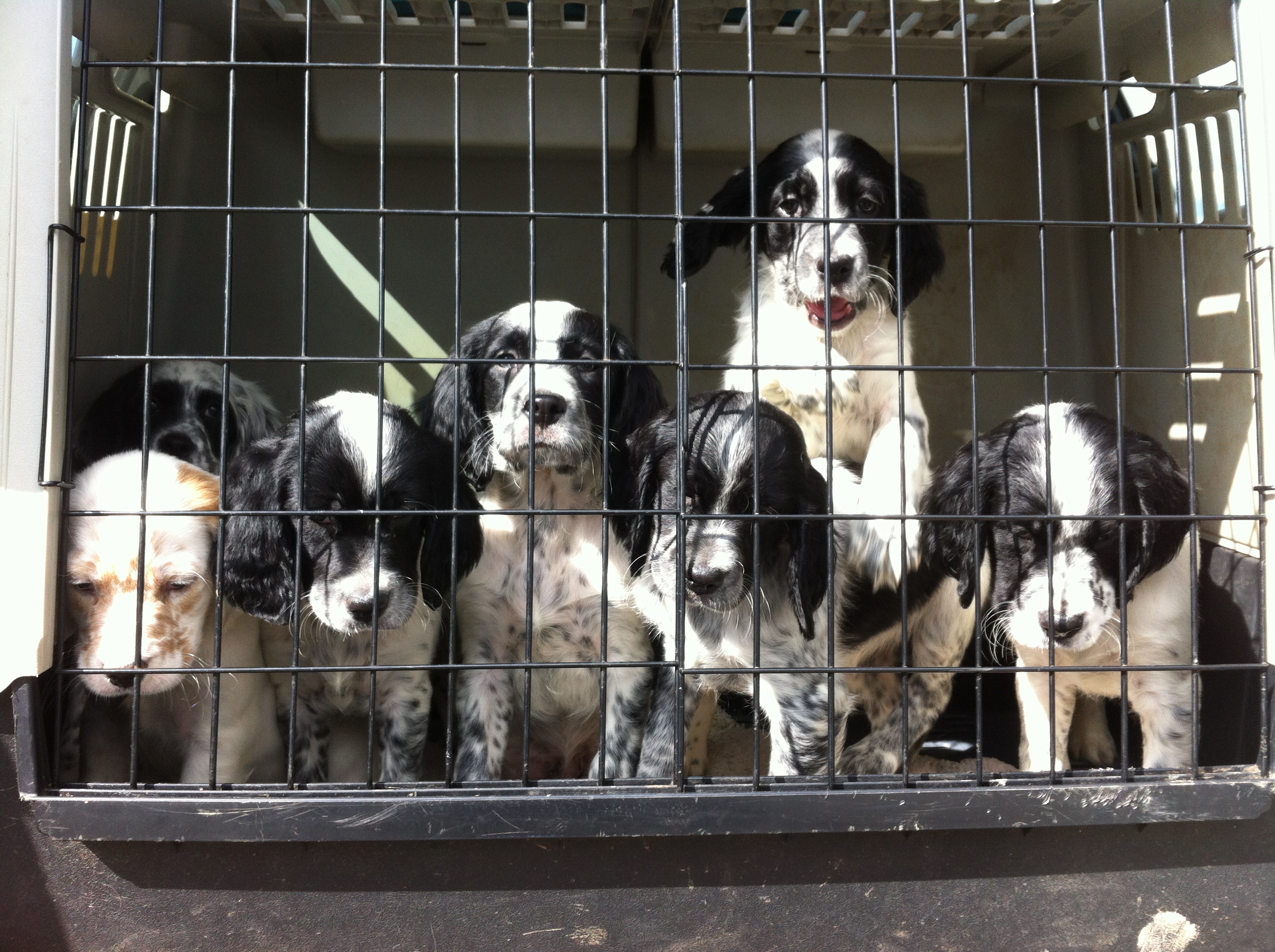chiots et Lys 076.JPG