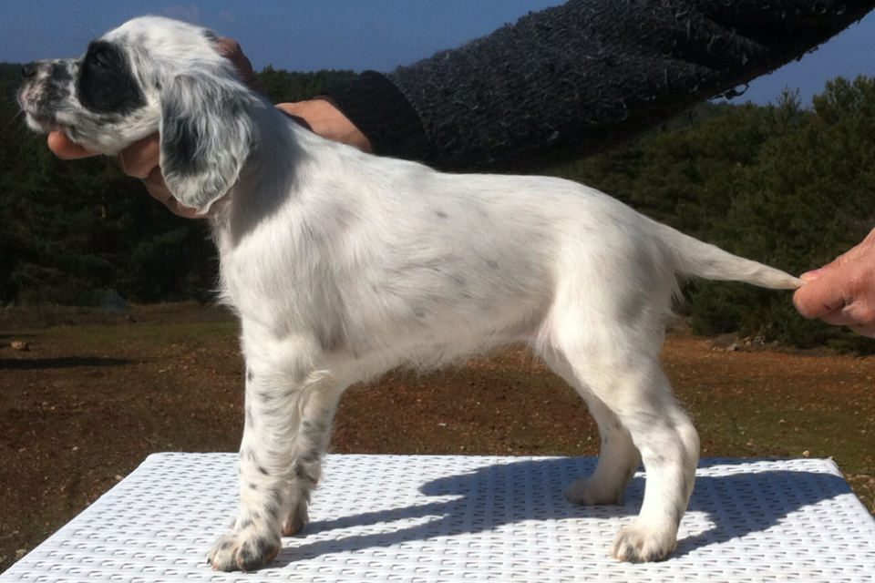 chiots et Lys 070.PNG
