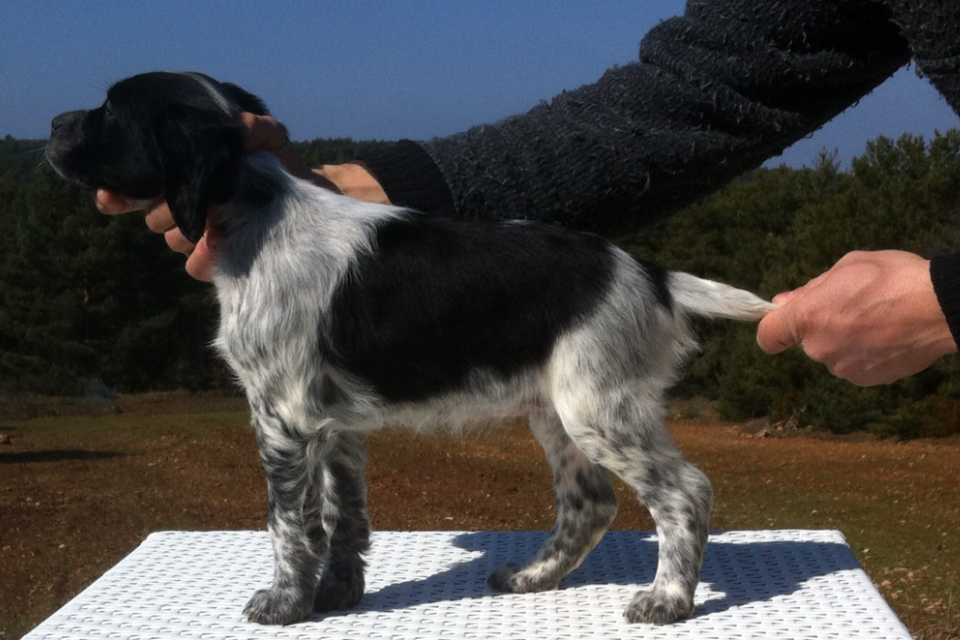 chiots et Lys 068.PNG