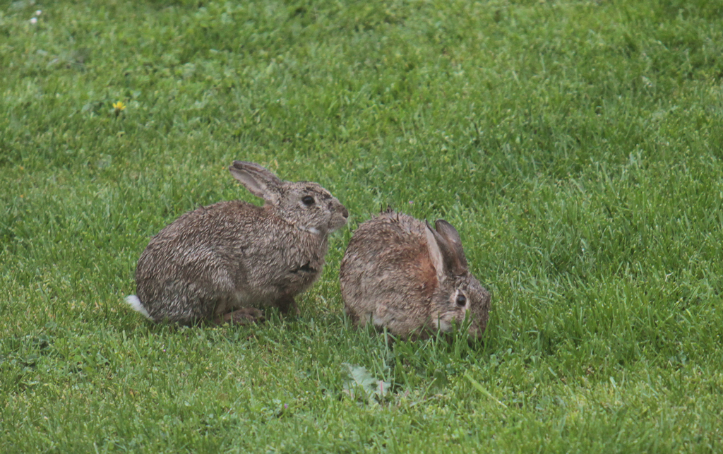 lapin1.jpg