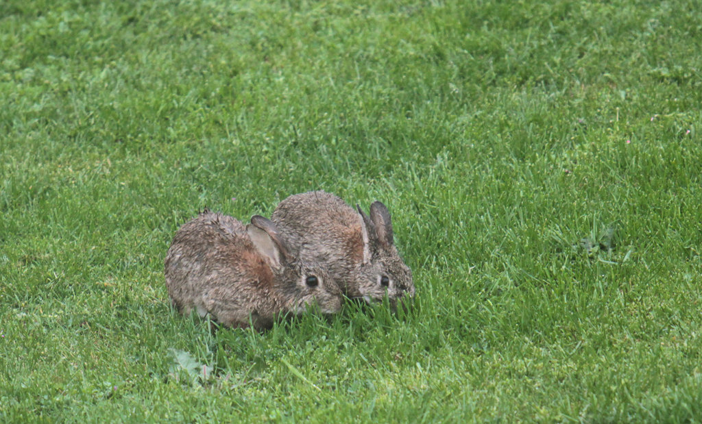 lapin2.jpg