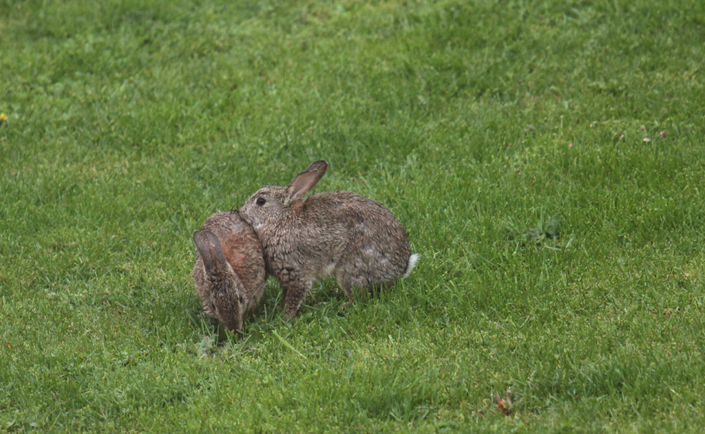 lapin3.jpg