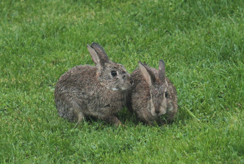 lapin4.jpg