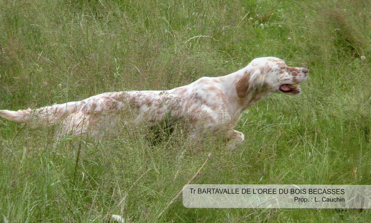 img007bartavelle.jpg