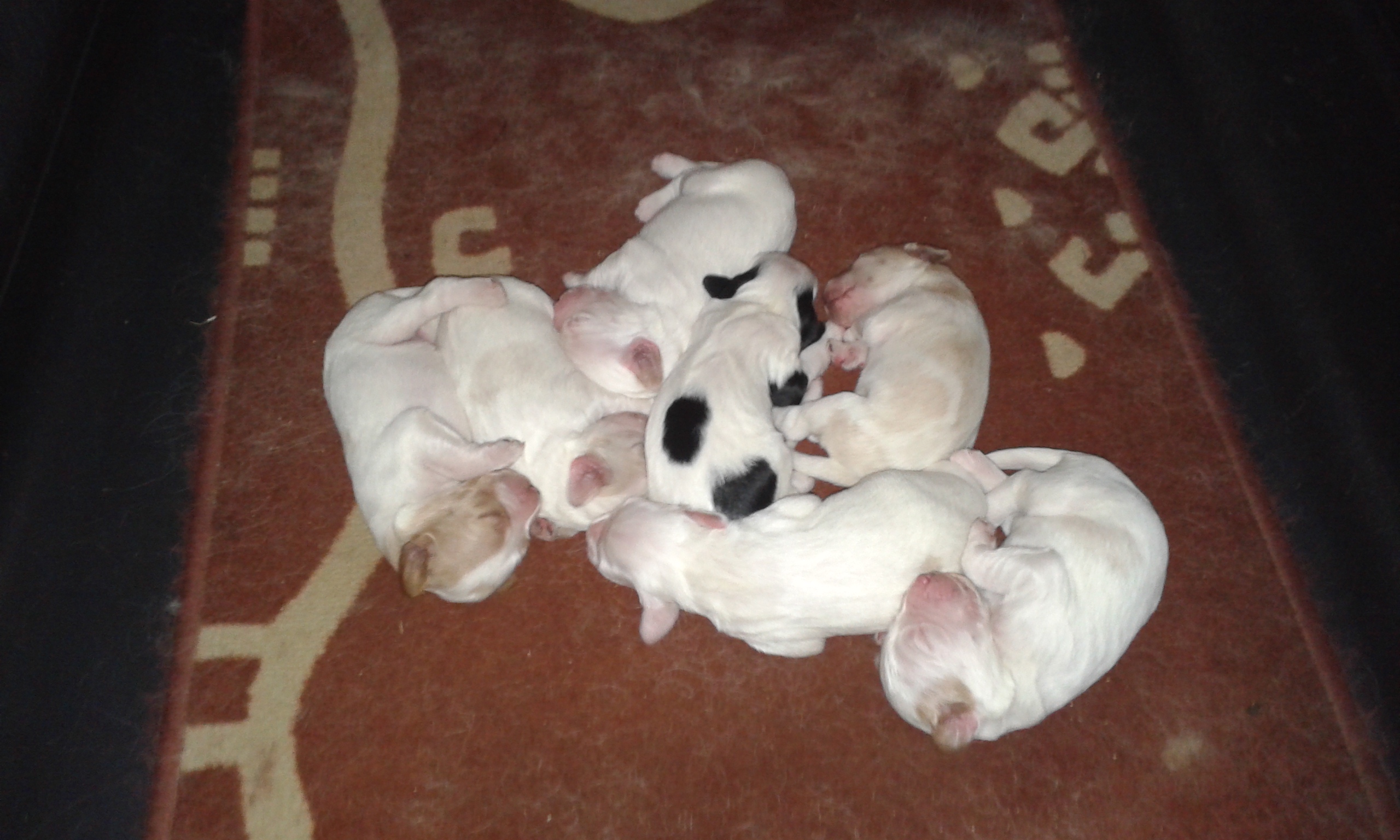 Chiots.jpg