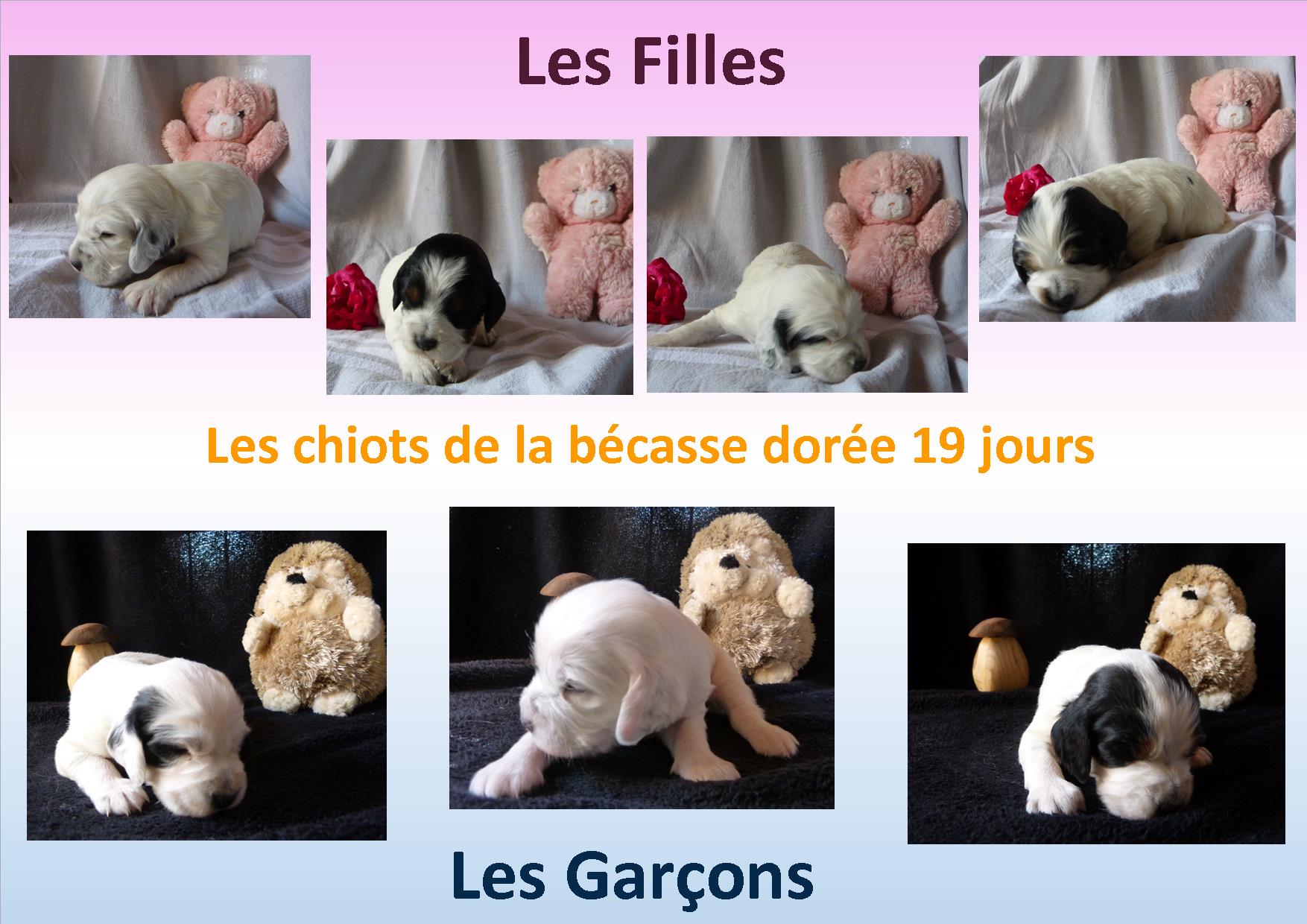 photos chiots 19j.jpg