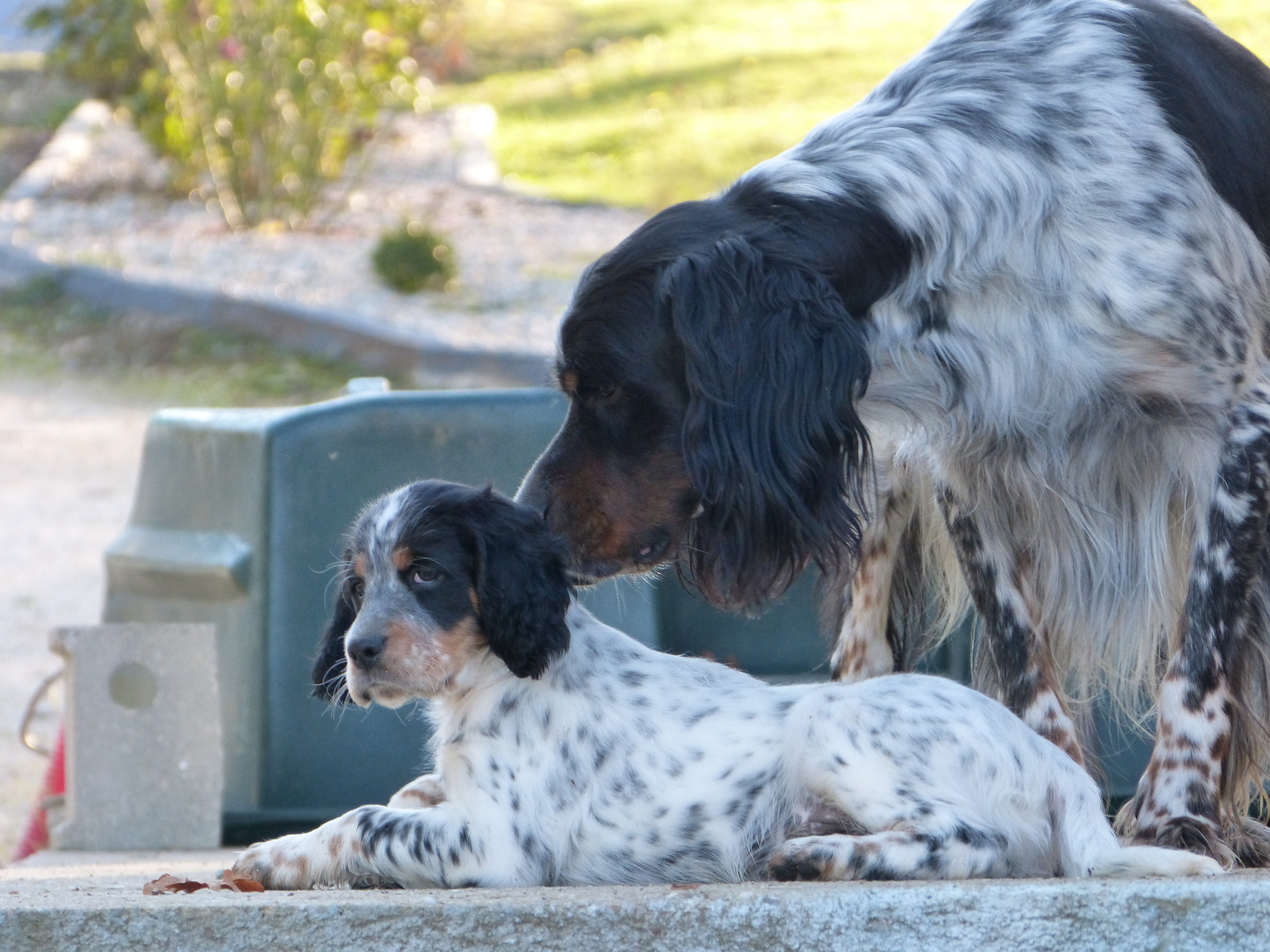 P1080434 - Copie.JPG