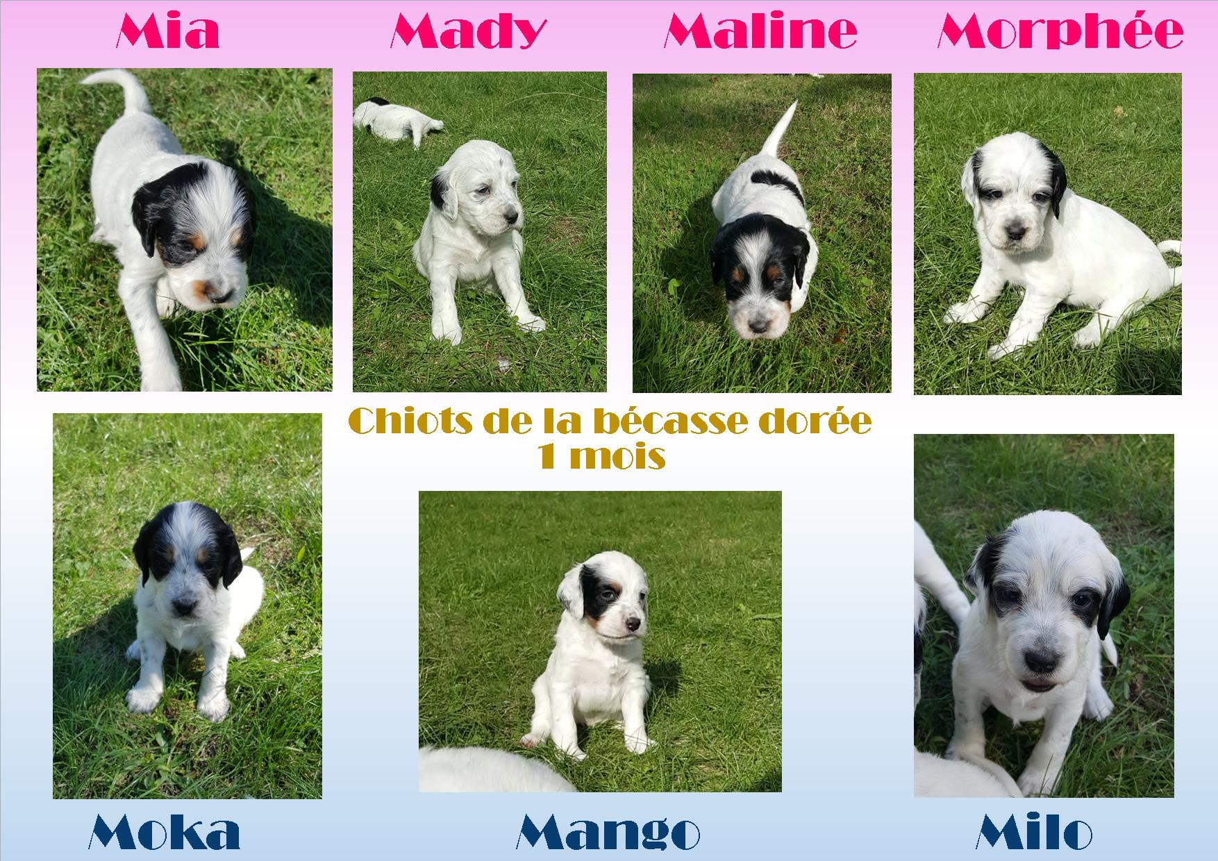 photos chiots 1mois.jpg