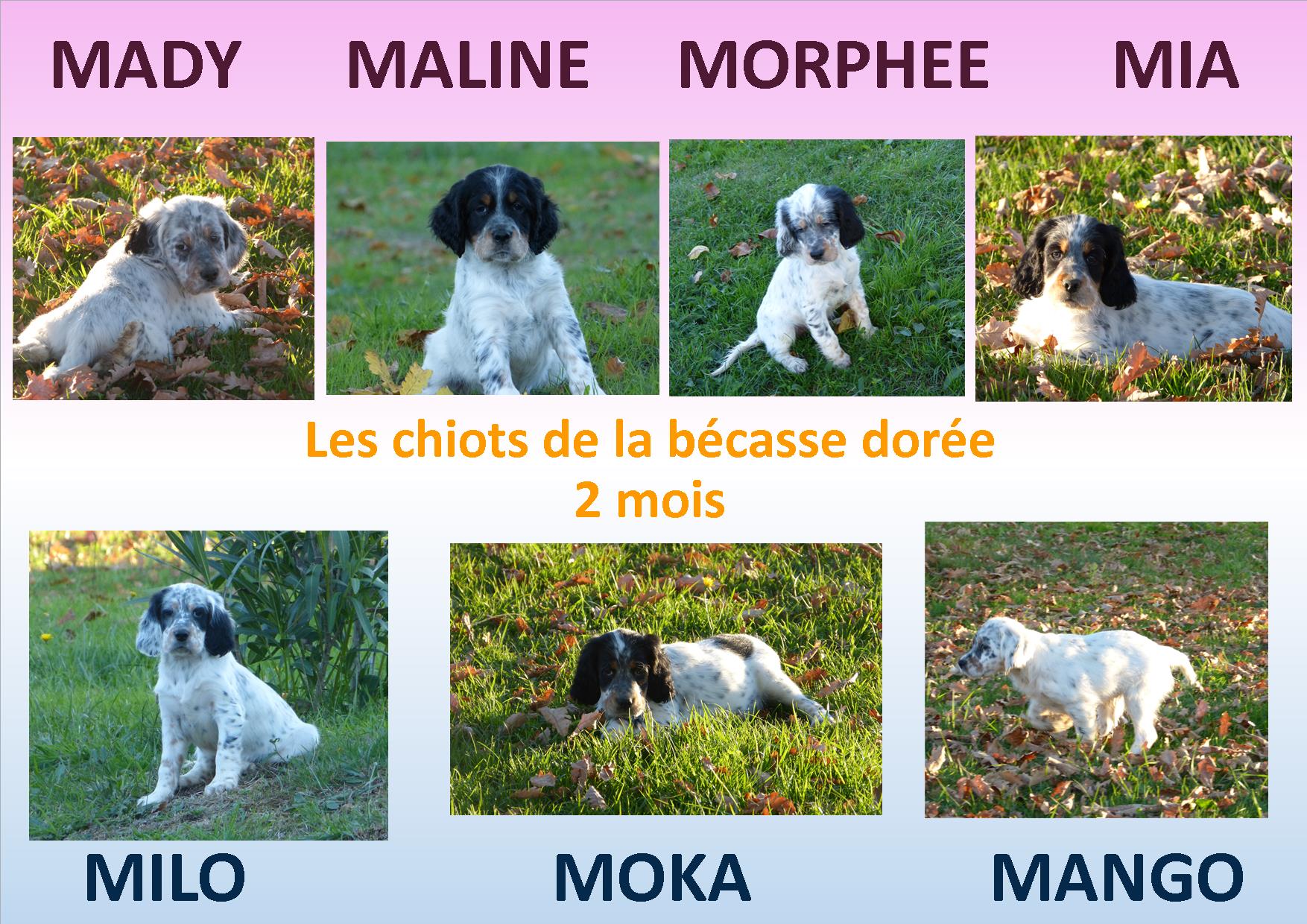 photos chiots 2 mois.jpg