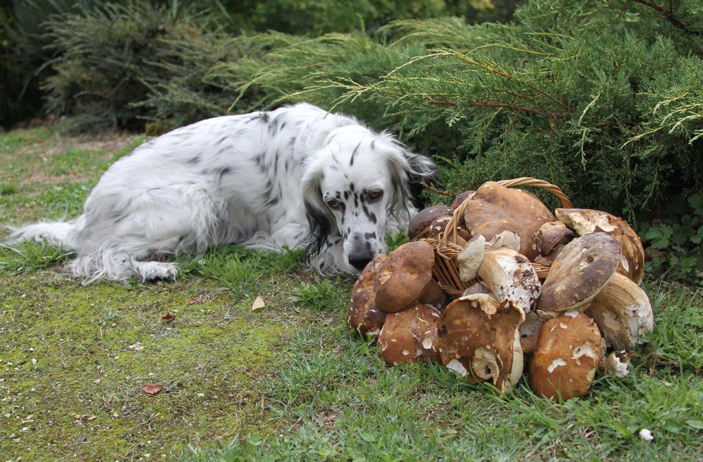 cepes2.jpg