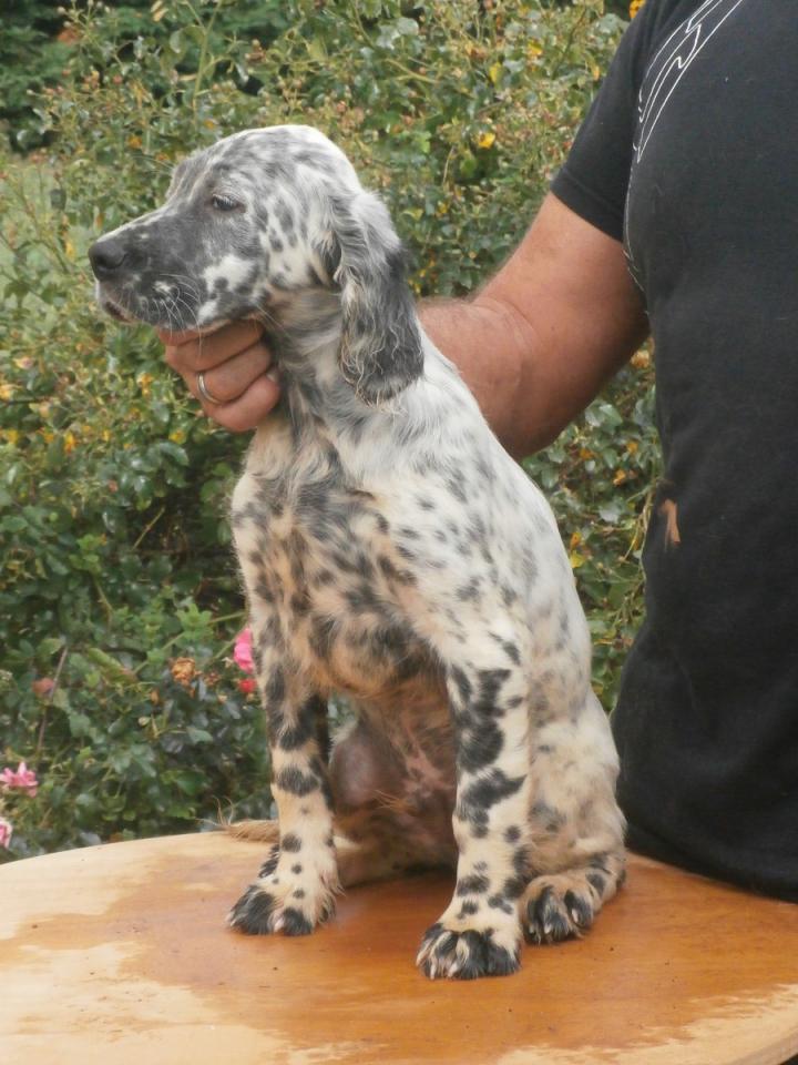 inca (Copier).JPG