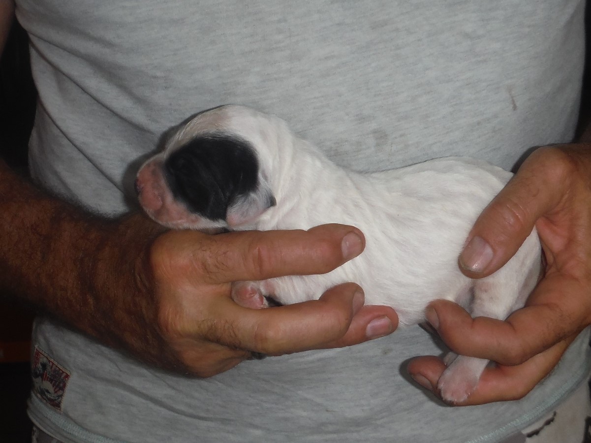 male gros blanc tete (1) (Copier).JPG