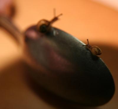 mini-cagouilles1.jpg