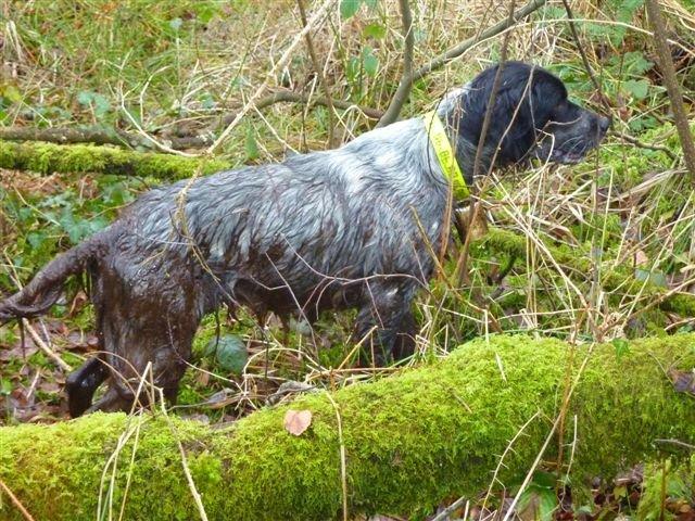 phoca_thumb_l_photo chasse fevrier 2010 182.jpg