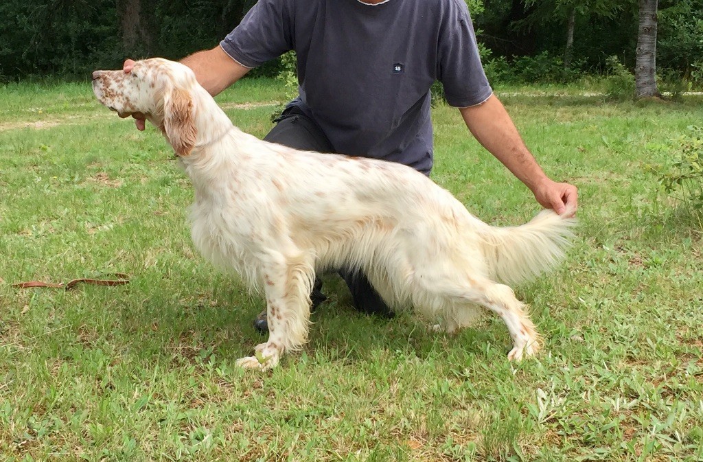 chiens-Setter-anglais-22e94f63-8292-8654-41f6-296c2b0575fc_min.jpg