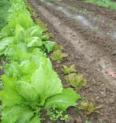 jardin_131125.jpg