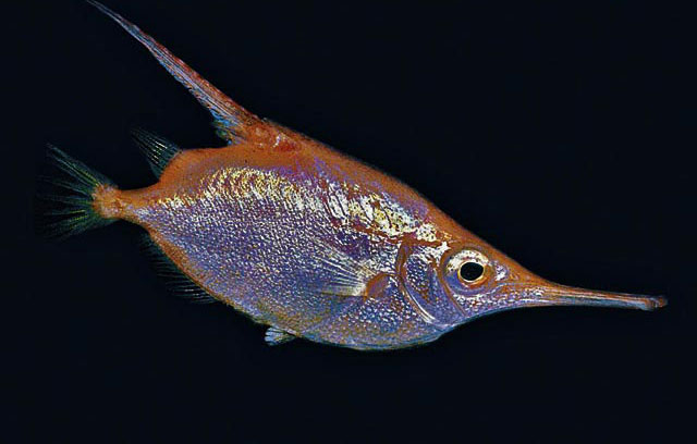 Macroramphosus-scolopax.jpg