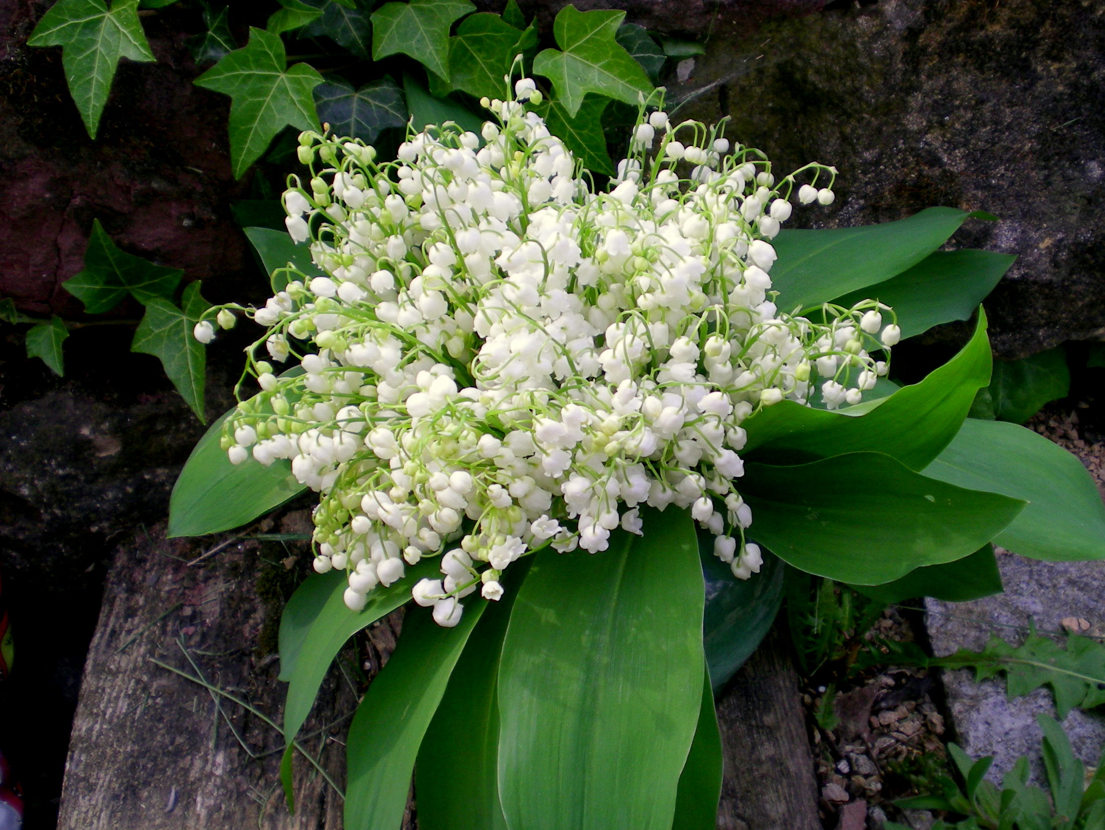 Muguet-05-©-French-Moments[1].jpg