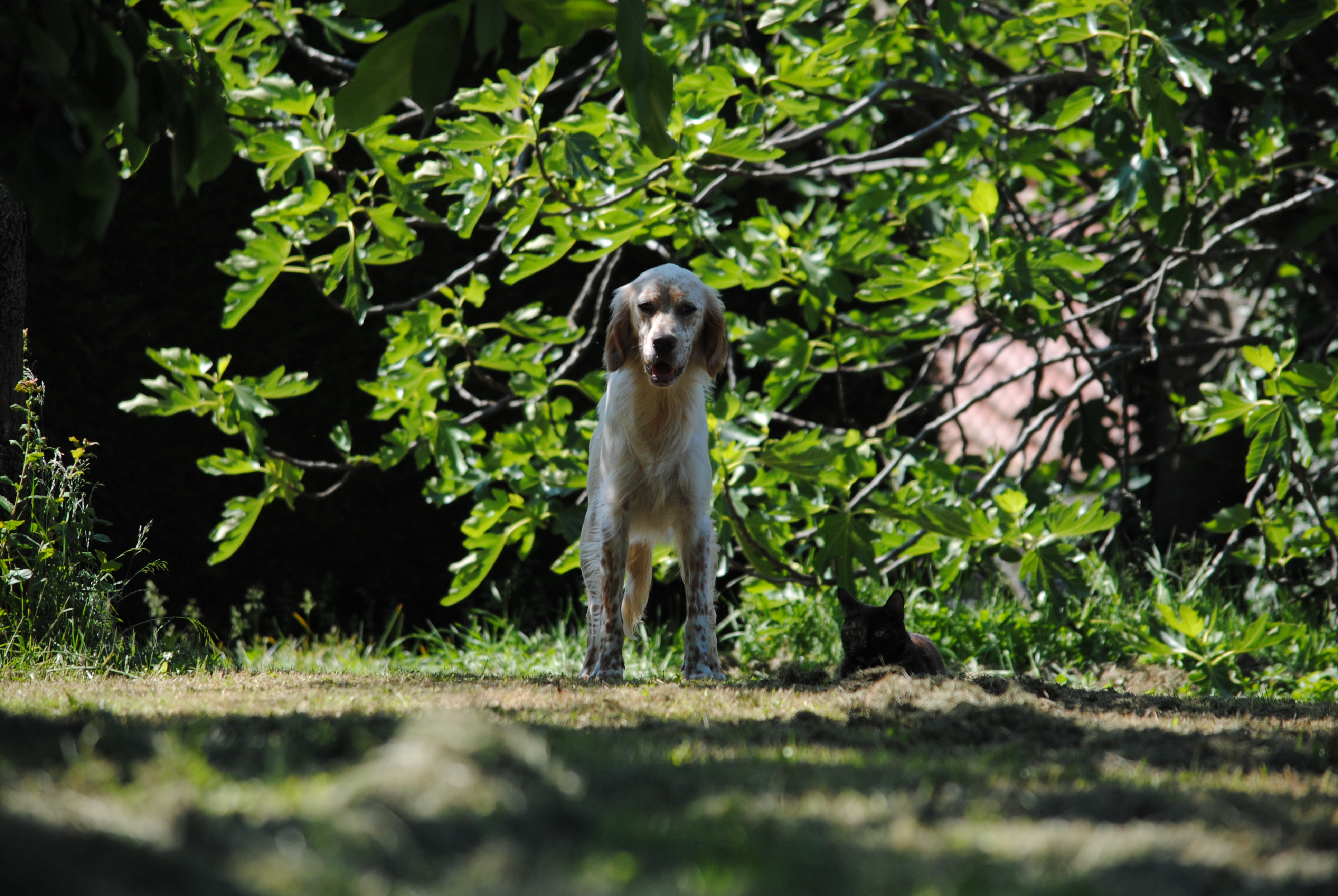 DSC_0133.JPG