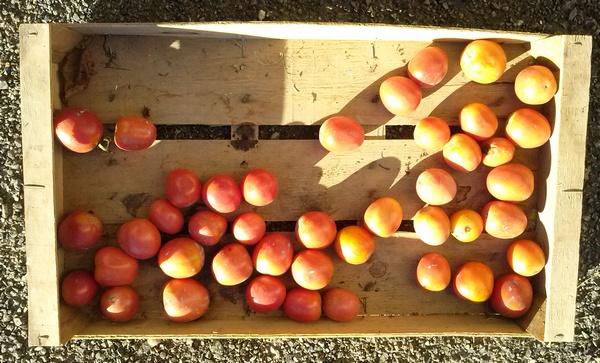 tomates_pierre_131208.jpg