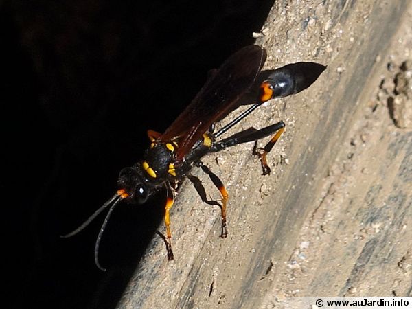 sceliphron-caementarium-600x450.jpg