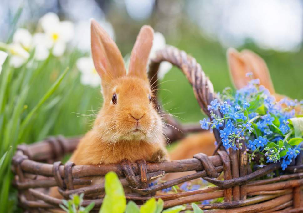 bunny-istock.jpg
