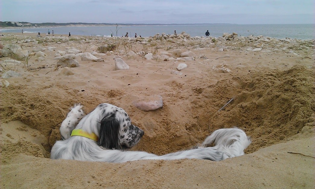 trou de setter mais groos.jpg