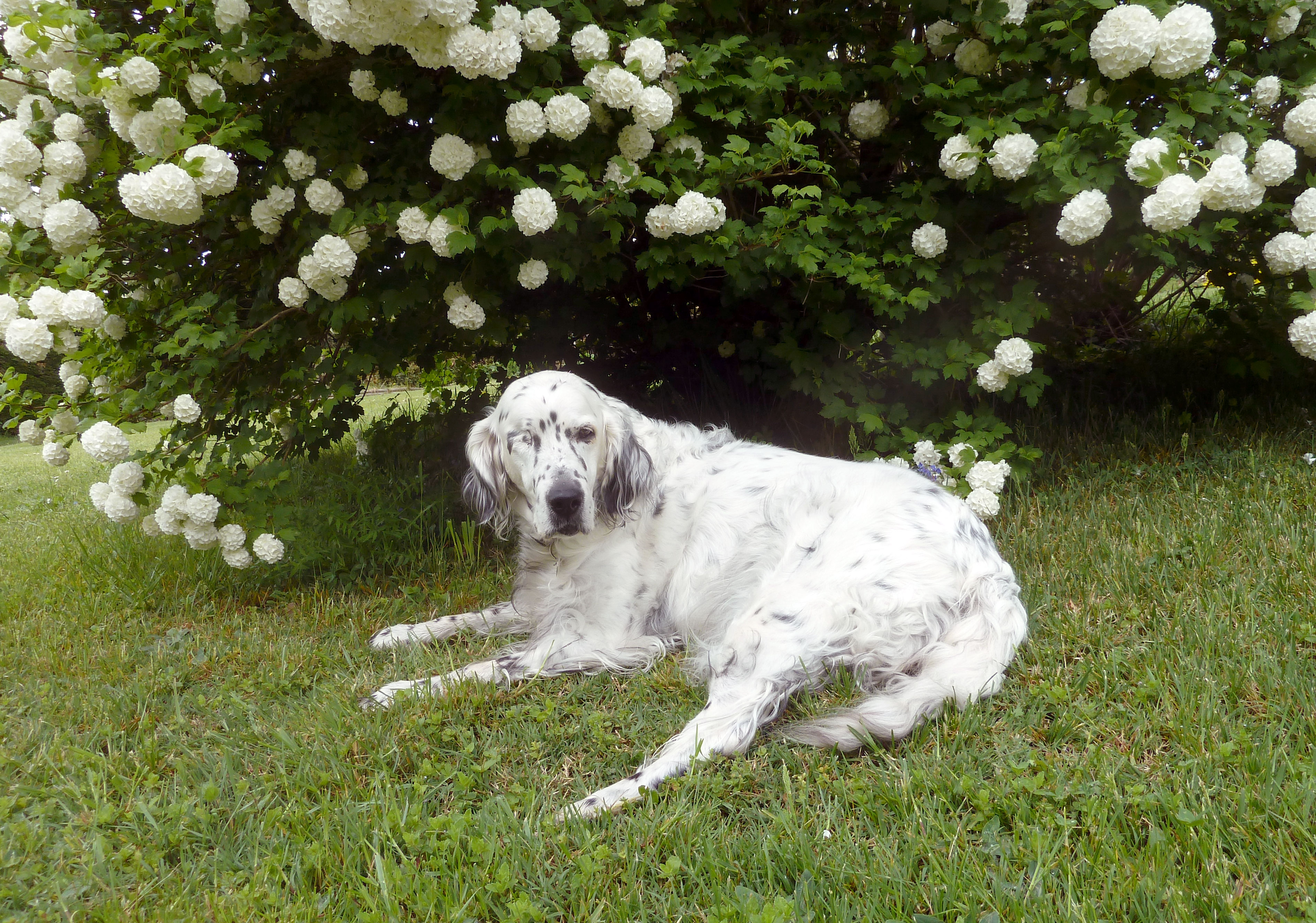 boules-de-neige.jpg