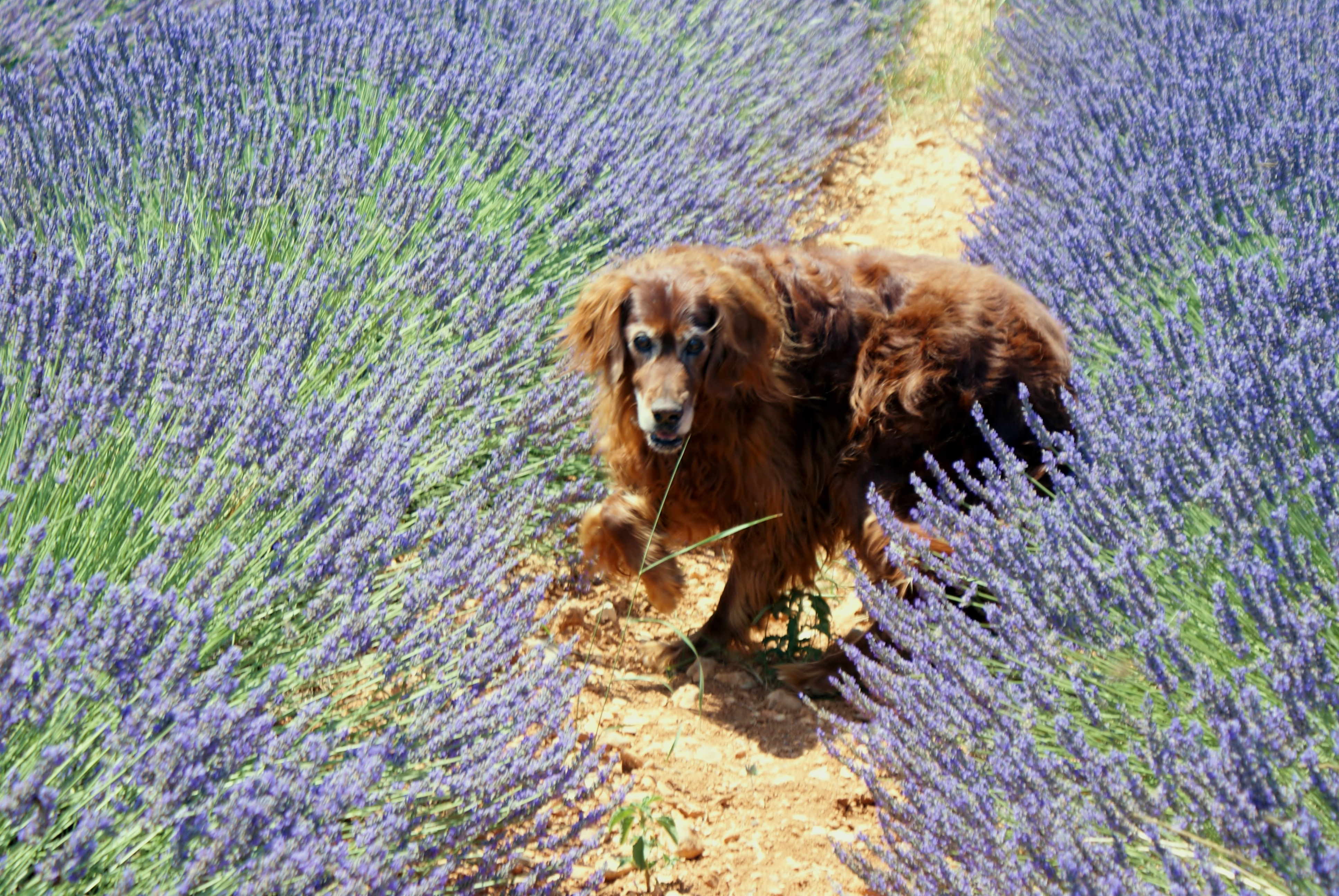 Valensole 2011_1 (8).jpg