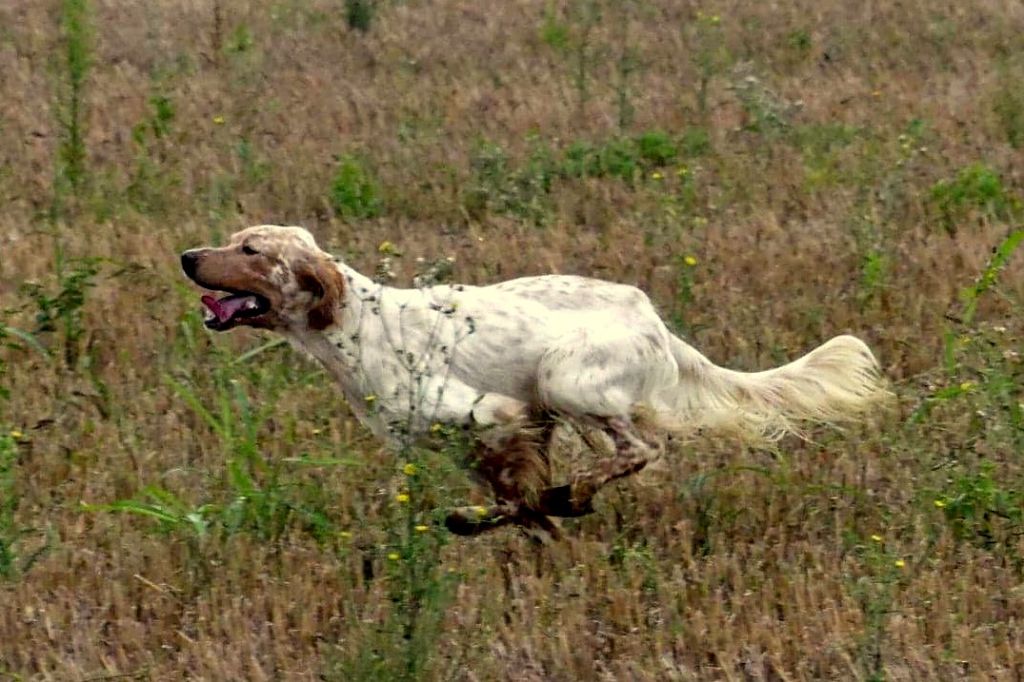 chiens-Setter-anglais-81a33bb4-fa93-3ae4-e55e-a7b768976c1e_min.jpg