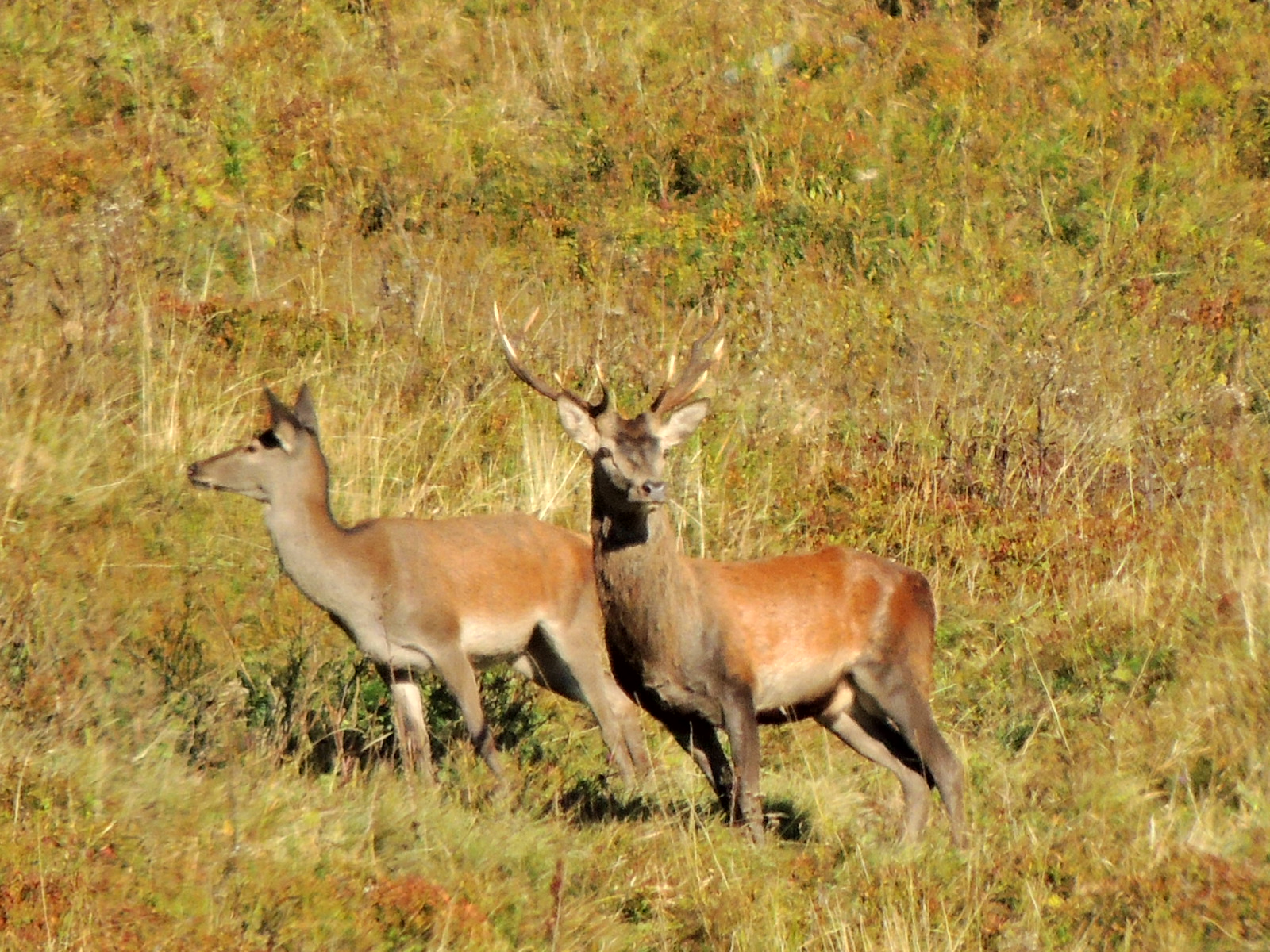 RSCN4443.JPG