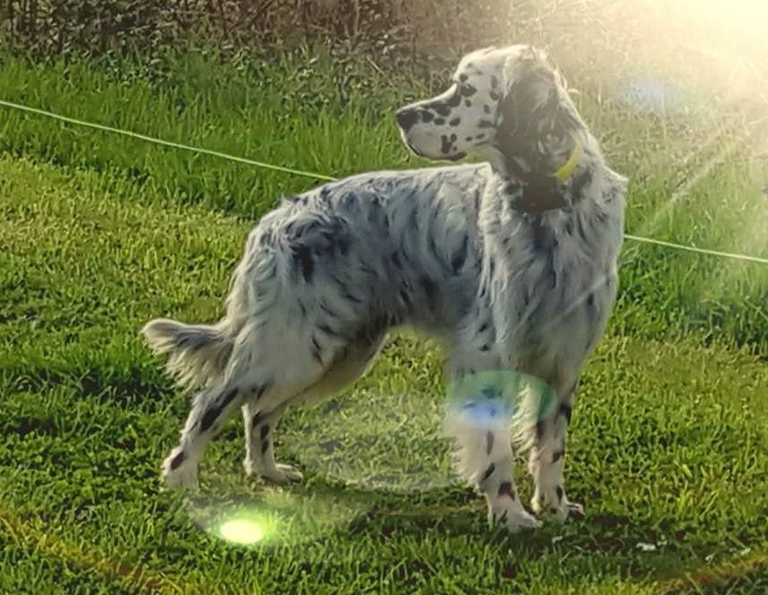 chiens-Setter-anglais-2edcaeee-6fe4-d6d4-5944-7785a957d4f9_min[1].jpg