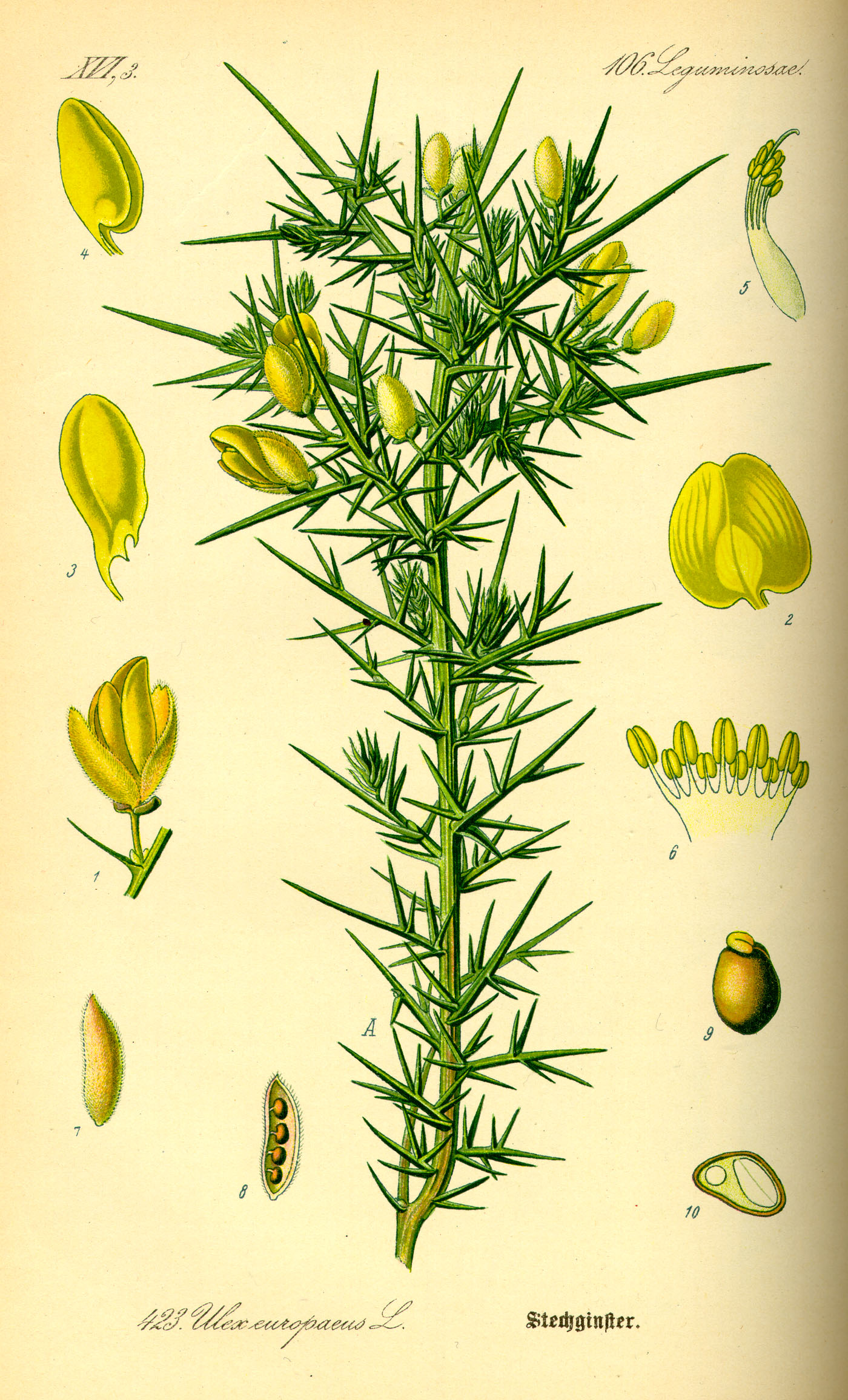 Illustration_Ulex_europaeus0.jpg