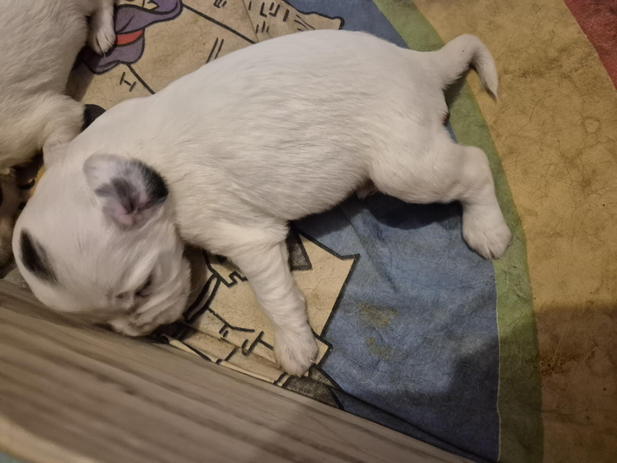 87561F4A-FF33-4C0F-9167-AF99823FEB44.jpeg
