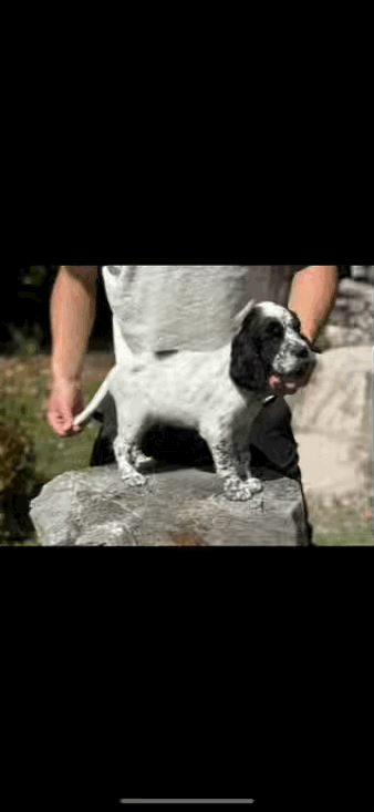 tempImageEGk0GL.gif