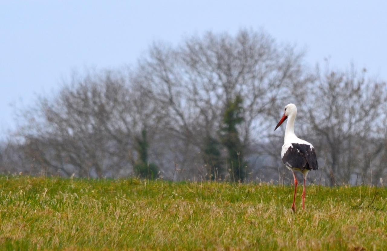 Cigogne.jpg