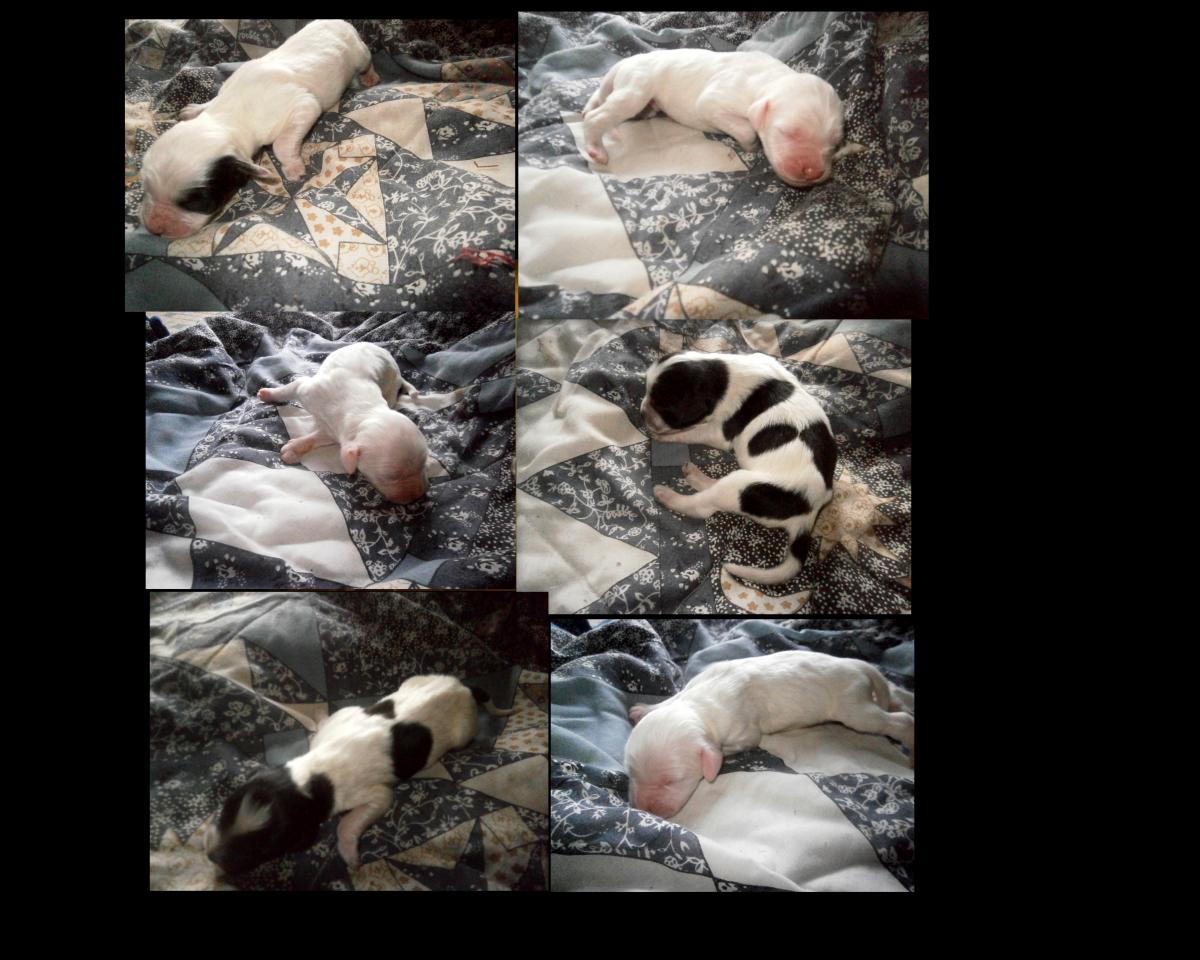 chiots falco-elga.jpg