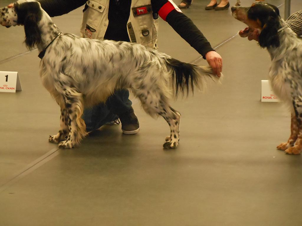 EXPO chateauroux 2014 (15).JPG