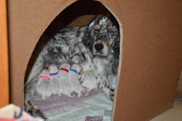 chiots clea2.JPG