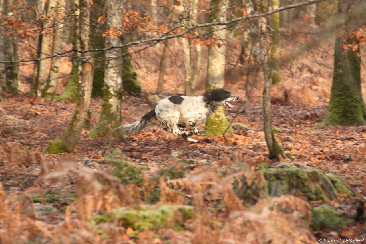 IMG_2717 ELLIOT DU GUE GAILLARD.JPG