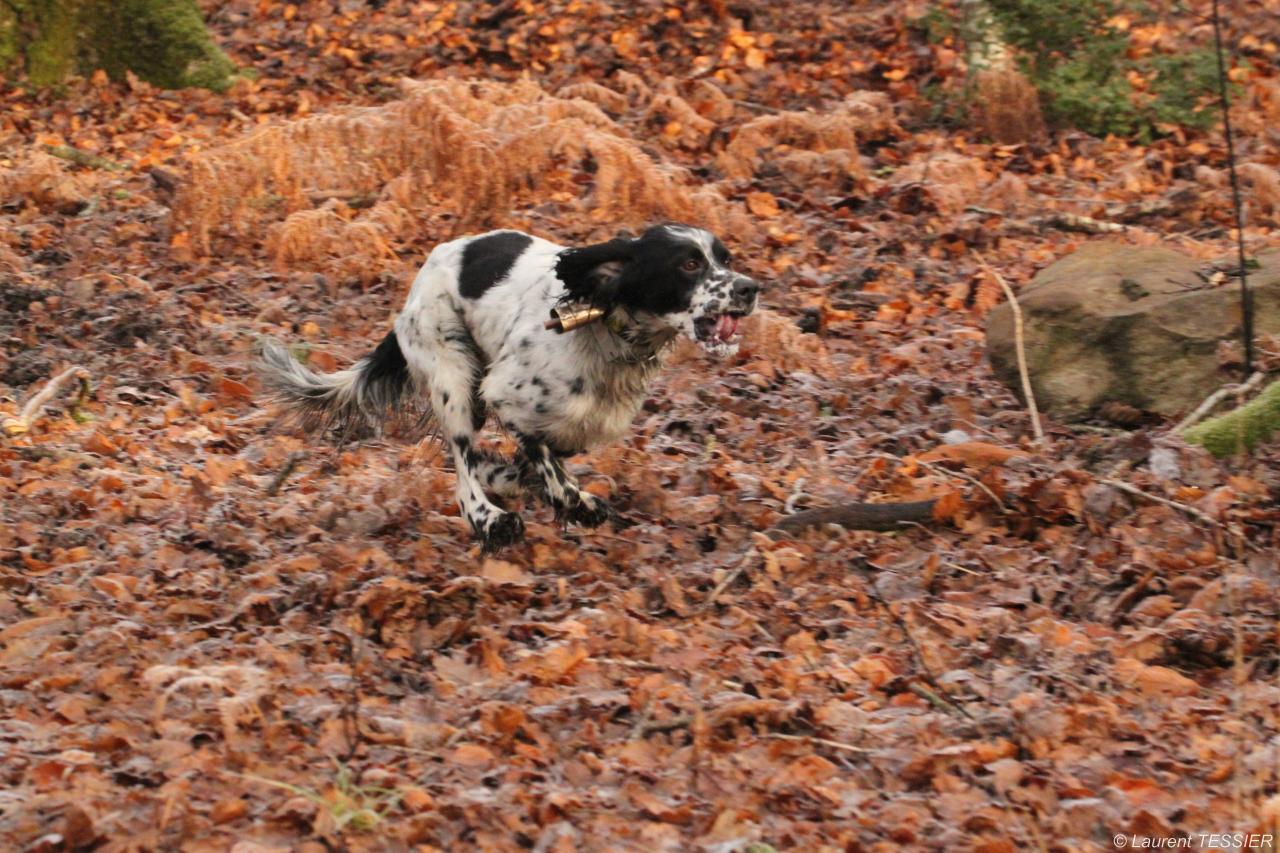 IMG_2736 ELLIOT DU GUE GAILLARD.JPG