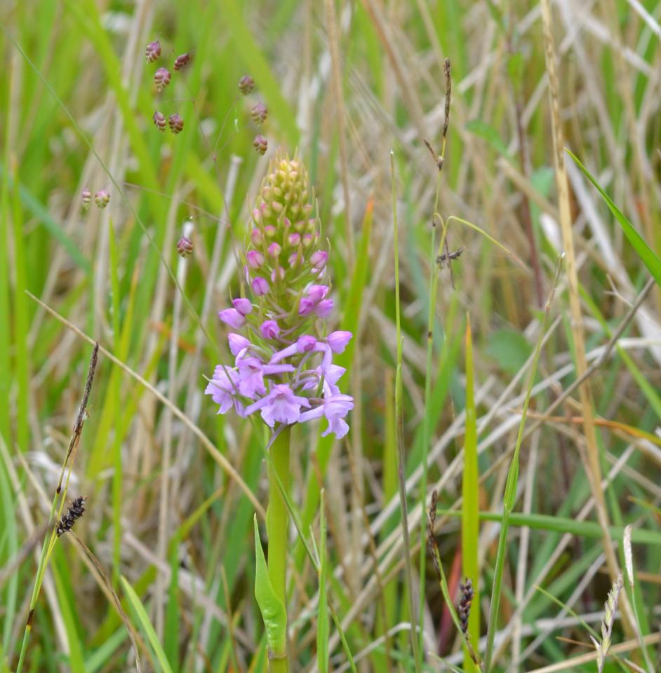 Orchis moucheron.jpg