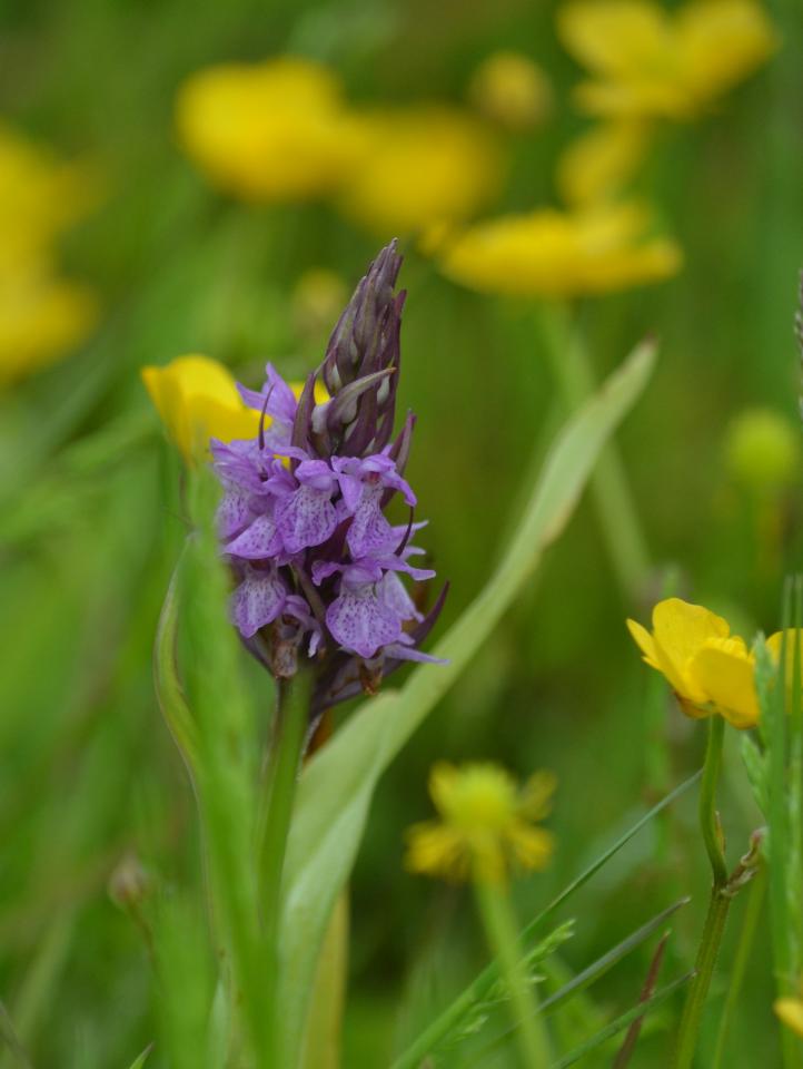 Orchis négligé.jpg