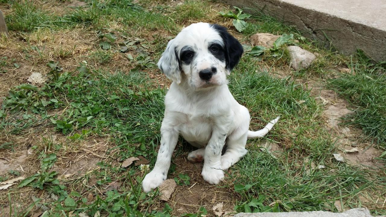 Pandi Panda 3.jpg
