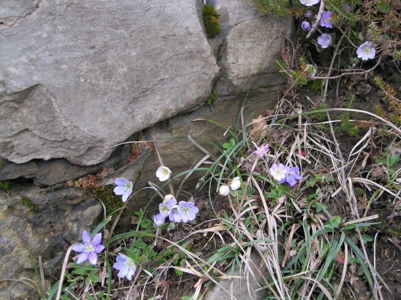 ahuzki_130327_06.jpg