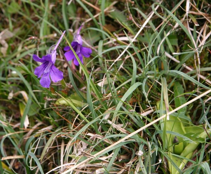 grassettes_130410_02.jpg