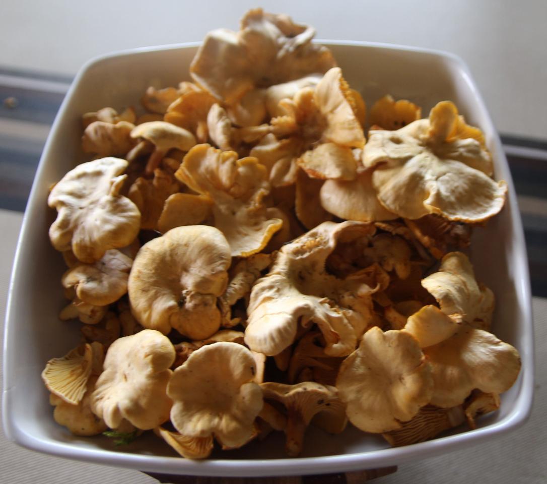 girolles_gazon_140724_02.jpg