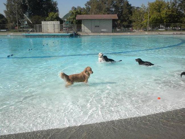 1-parque-acuatico-perros-aqua-park-dogs-barcelona-spain-can-jane.jpg