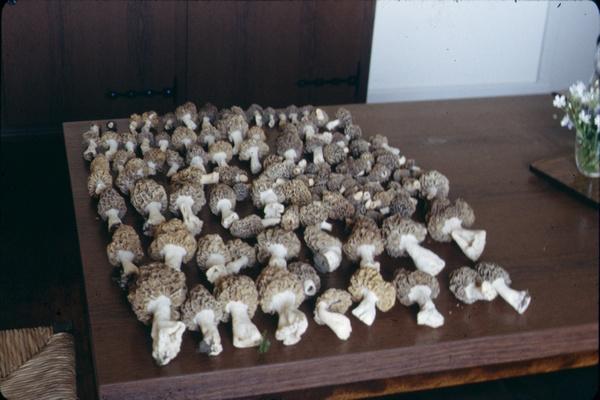 1982_04_alos_05.jpg