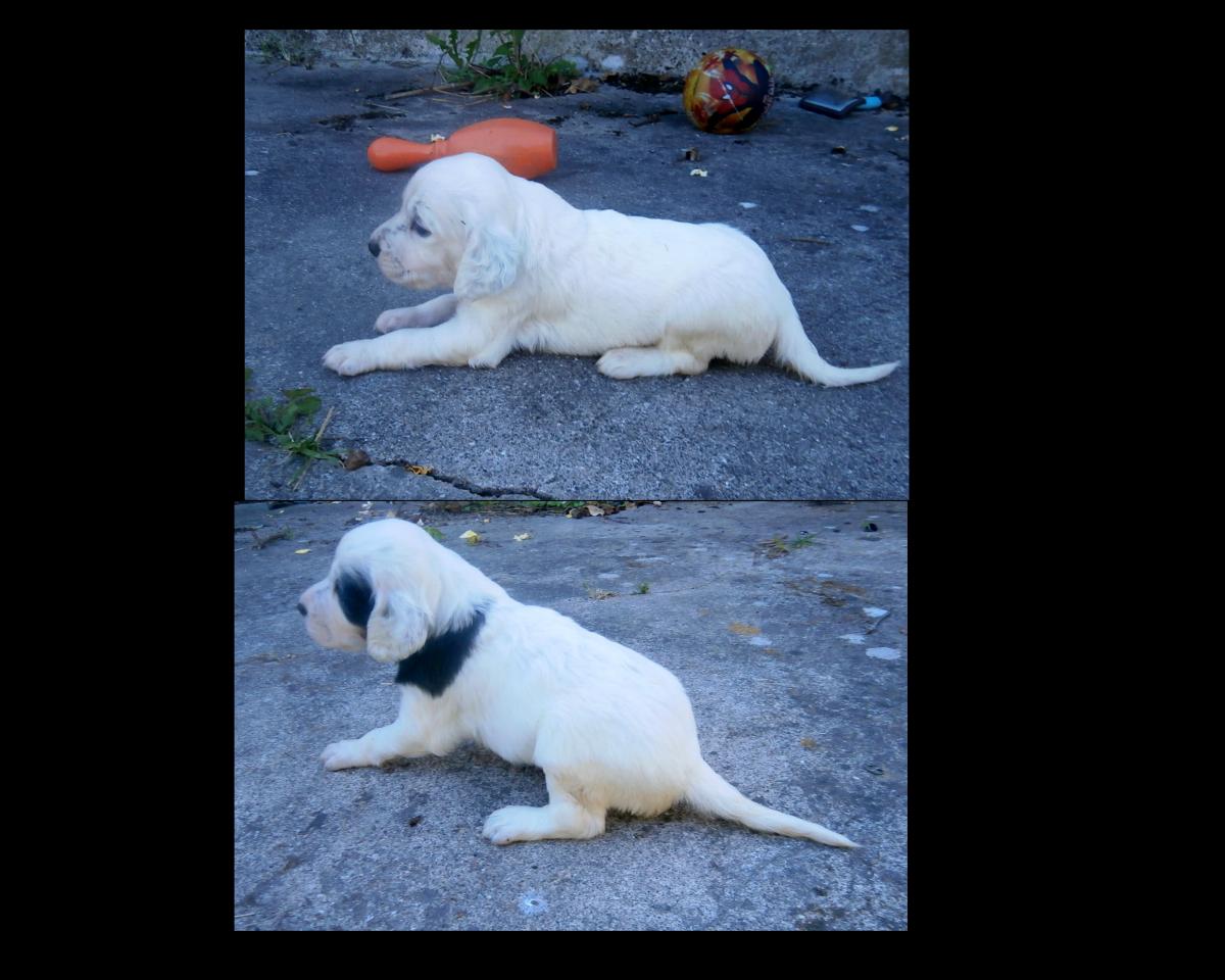 males  haut blue et bas tricolor.jpg